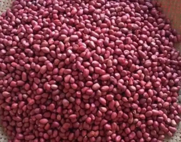 Lạc Đỏ Tây Bắc: Đặc Sản Nức Tiếng Của Vùng Núi Phía Bắc Lạc Đỏ Tây Bắc: Đặc Sản Nức Tiếng Của Vùng Núi Phía Bắc