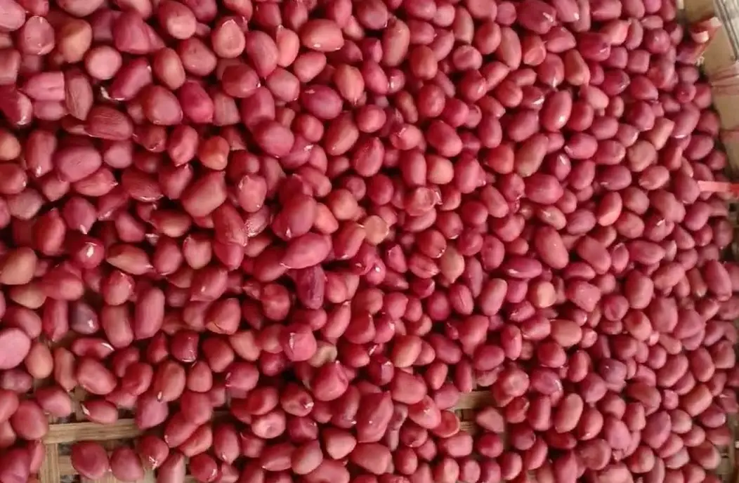 Lạc Đỏ Tây Bắc: Đặc Sản Nức Tiếng Của Vùng Núi Phía Bắc Lạc Đỏ Tây Bắc: Đặc Sản Nức Tiếng Của Vùng Núi Phía Bắc
