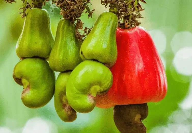 Lợi ích của dầu hạt điều với sức khỏe Lợi ích của dầu hạt điều với sức khỏe