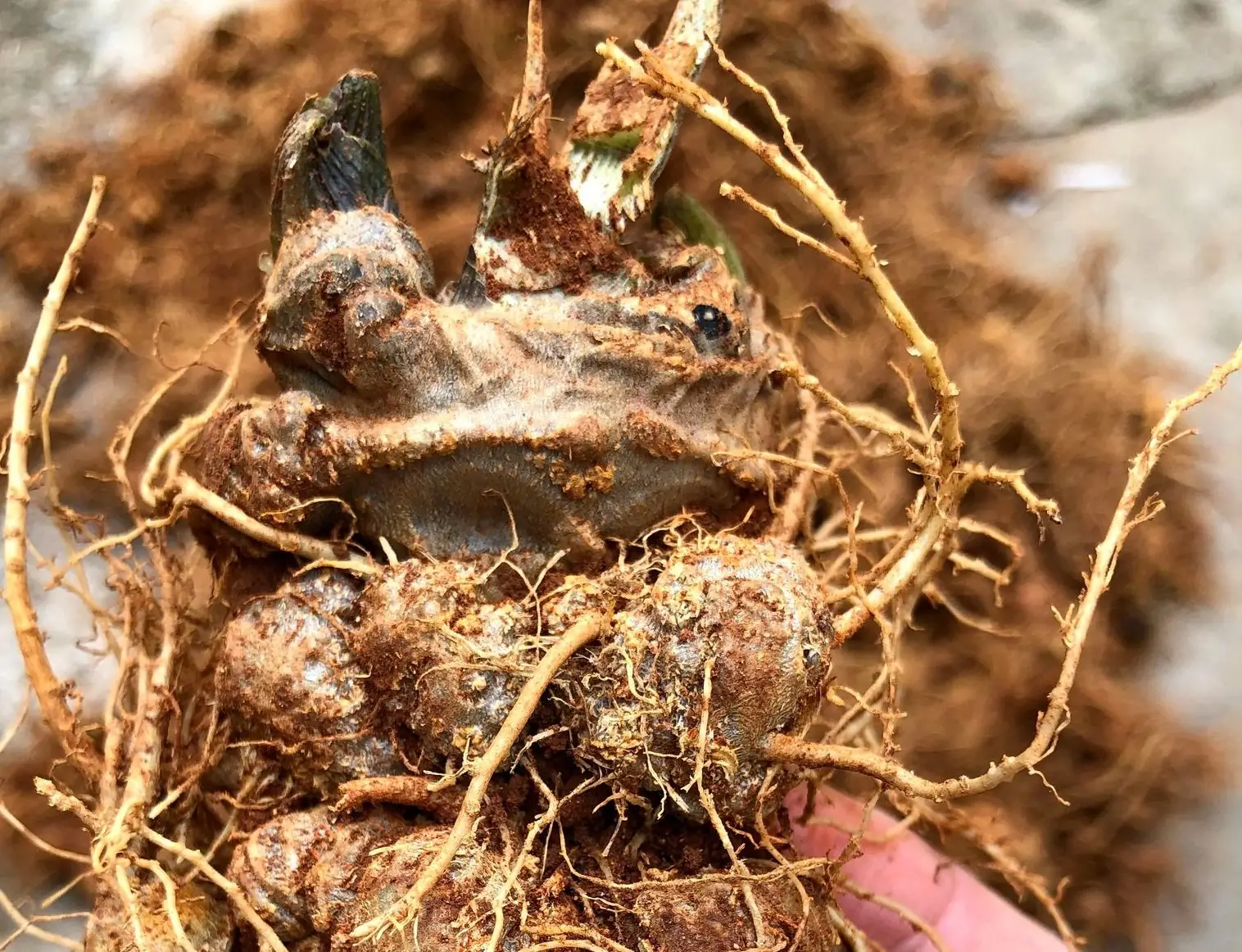 Lợi ích của tam thất tươi ngâm mật ong