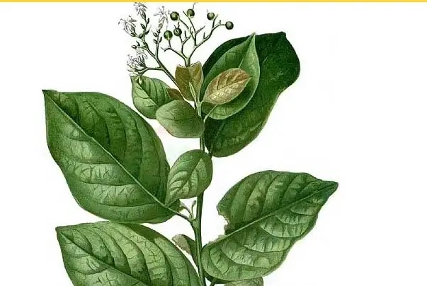 Người bị bệnh gan sử dụng cây xạ đen như thế nào hiệu quả