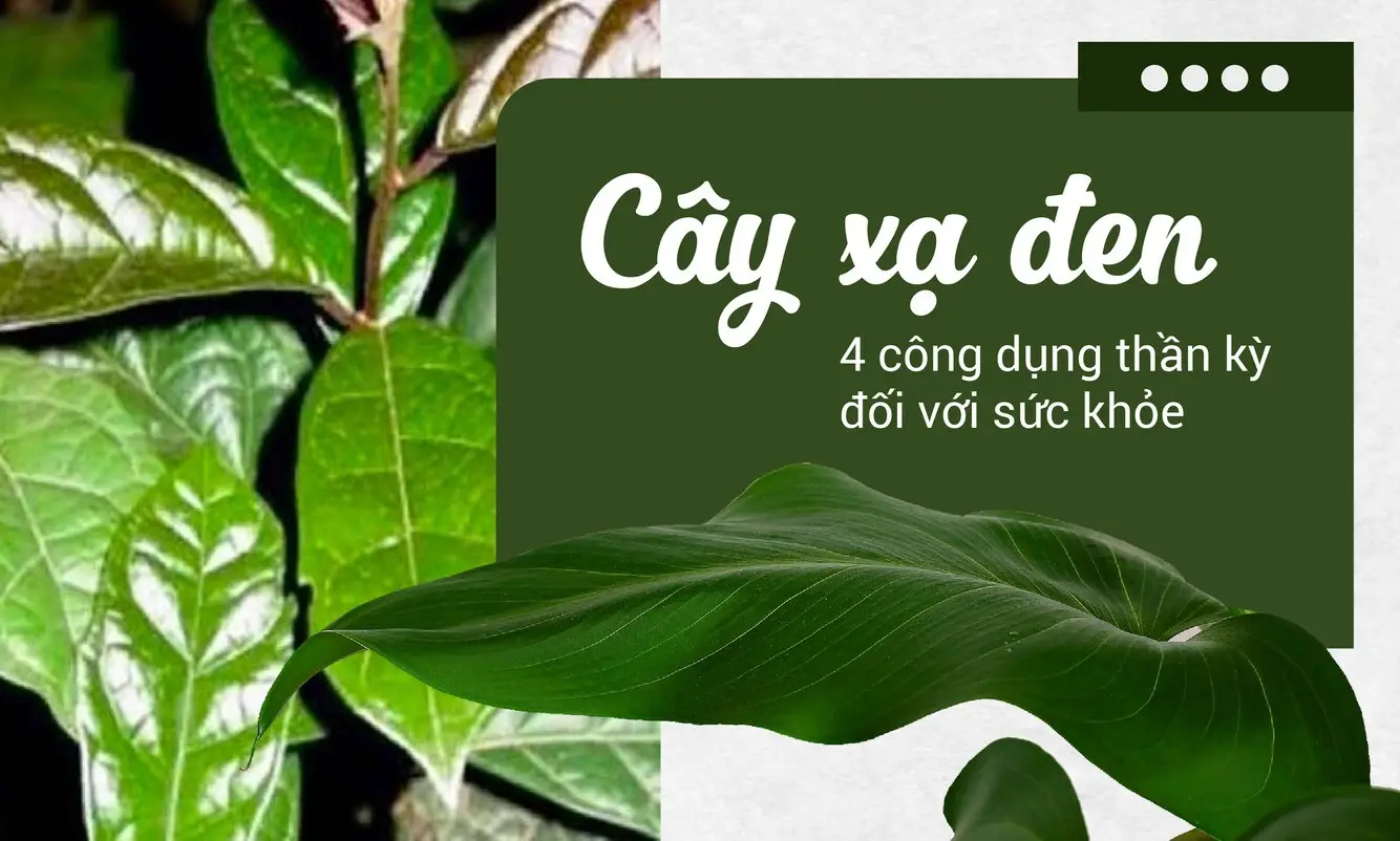 Những người không nên uống xạ đen