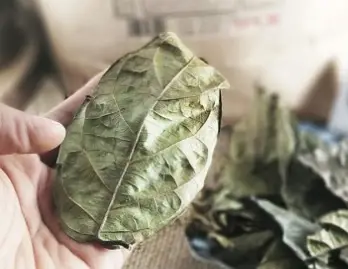 Những người nên sử dụng cây xạ đen