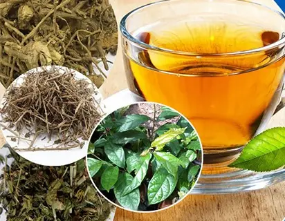 Những người nên sử dụng cây xạ đen