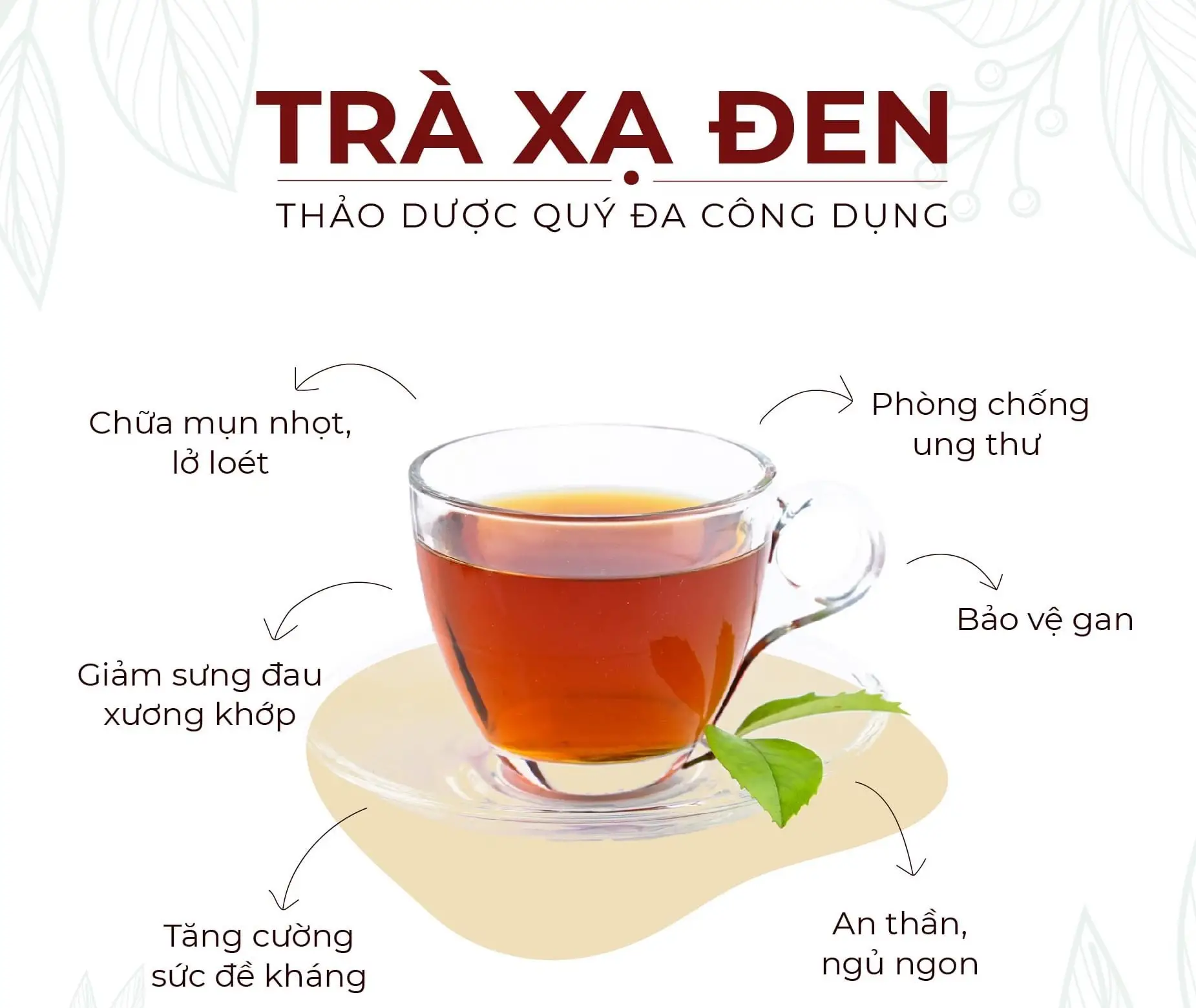 Những người nên sử dụng cây xạ đen