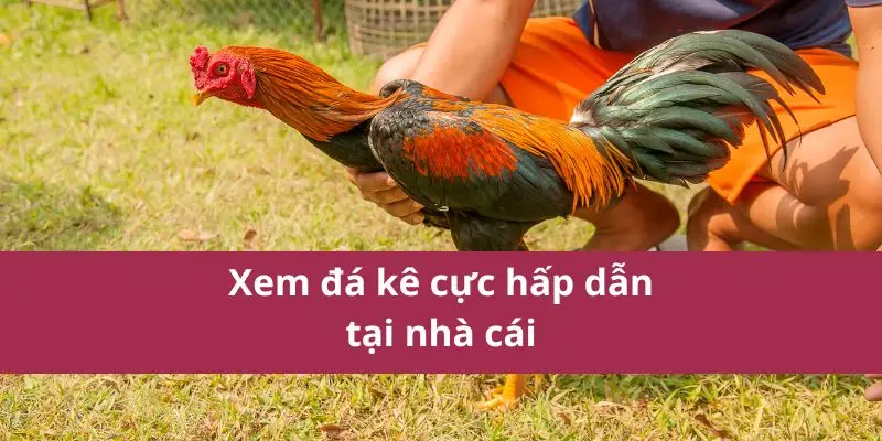 Đá Gà C1 – Quy Tắc, Kỹ Thuật Chơi Và Bí Quyết Thắng Lớn 2025 2 png 690b1fb75c67c