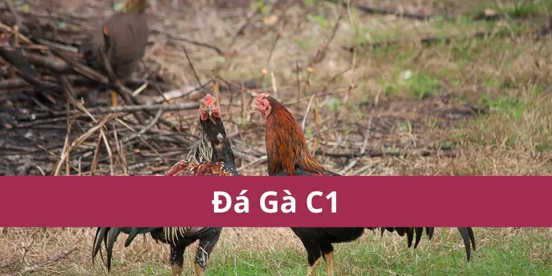 Đá Gà C1 – Quy Tắc, Kỹ Thuật Chơi Và Bí Quyết Thắng Lớn 2025 1 png 690b1fb75d091