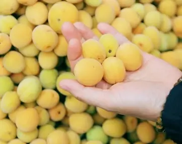 Quả mơ ngâm đường có tác dụng gì? Quả mơ ngâm đường có tác dụng gì?