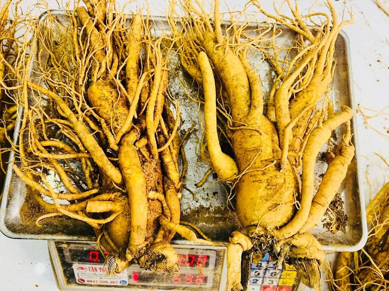 So sánh sâm tươi