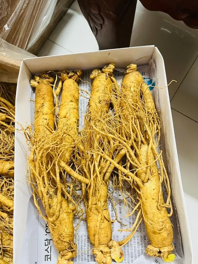 So sánh sâm tươi
