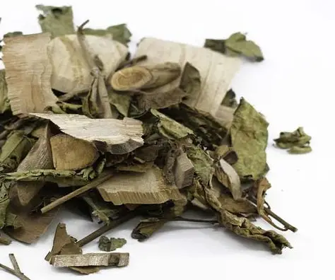 Tác dụng chống ung thư của cậy xạ đen