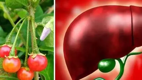 Tác dụng của cao cà gai leo