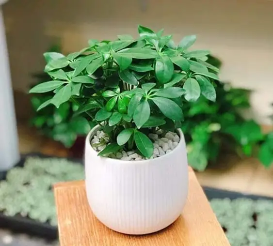 Tác Dụng Của Cây Ngũ Gia Bì Đối Với Sức Khỏe Tác Dụng Của Cây Ngũ Gia Bì Đối Với Sức Khỏe