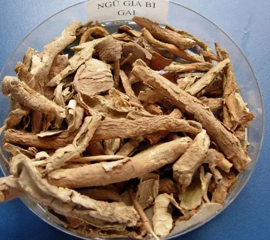 Cây ngũ gia bì Cây ngũ gia bì