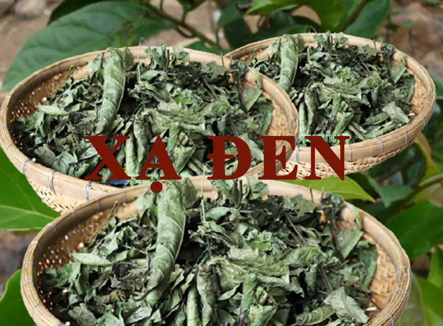 Tác dụng của lá xạ đen