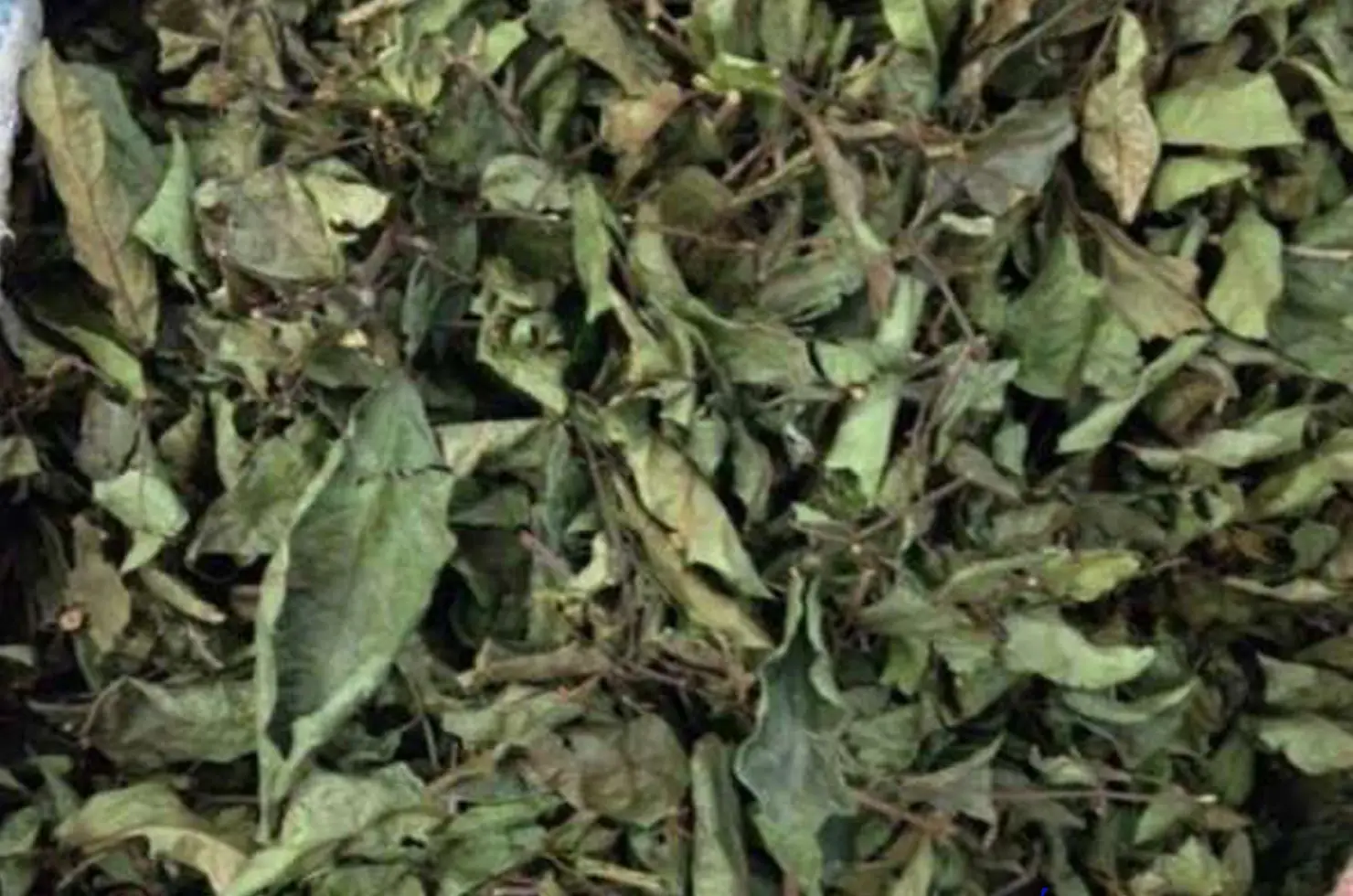 Tác dụng của lá xạ đen