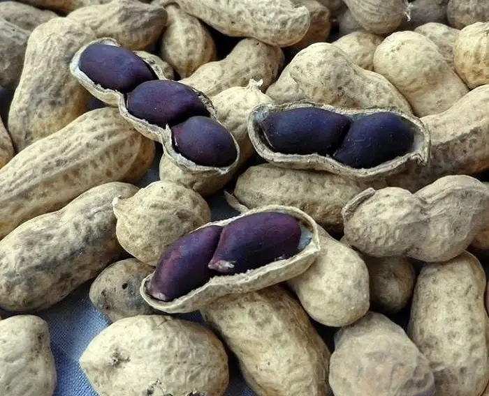Tác dụng của lạc đen với sức khỏe Tác dụng của lạc đen với sức khỏe