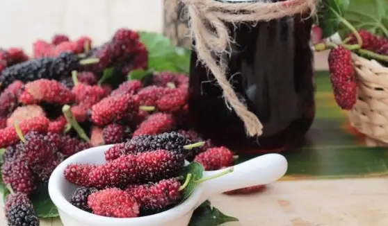 Tác dụng của rượu dâu tằm với sức khỏe