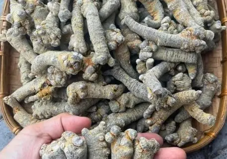 Tam thất Rượu tam thất giúp chống viêm, kháng viêm và giảm đau