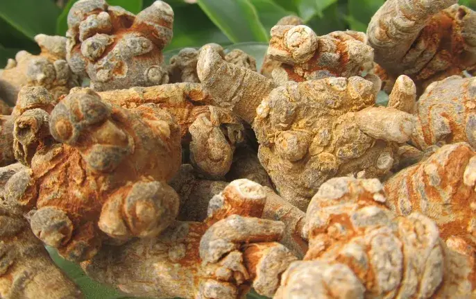 Bột tam thất có tác dụng gì Bột tam thất có tác dụng gì?