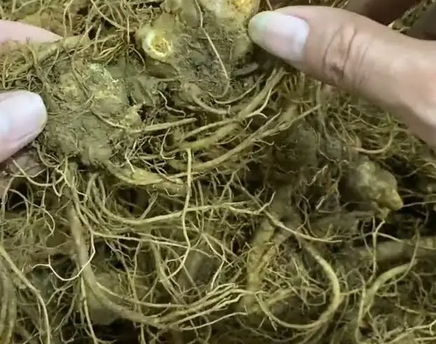 Tam thất tươi ngâm mật ong có lợi ích gì cho sức khỏe Tam thất tươi ngâm mật ong có lợi ích gì cho sức khỏe