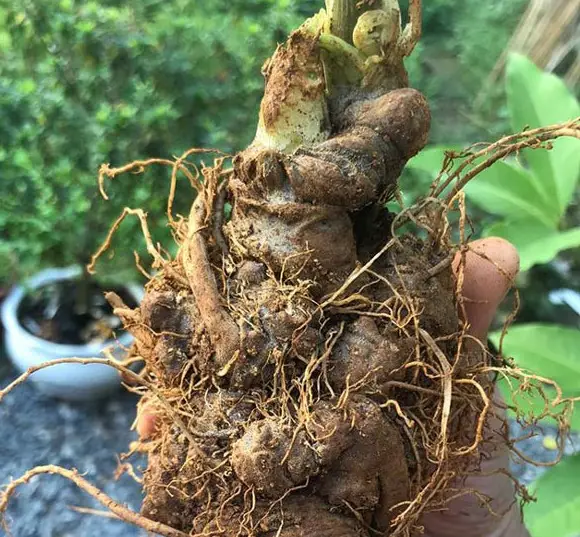 Tam thất tươi ngâm mật ong có tác dụng gì? Tam thất tươi ngâm mật ong có tác dụng gì?