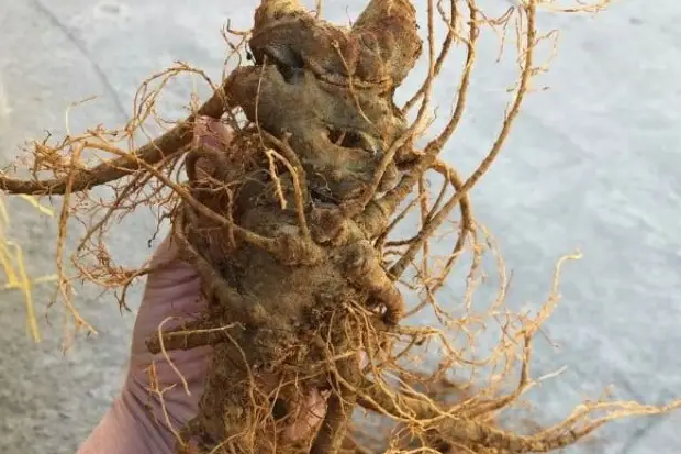 Tam thất tươi ngâm mật ong