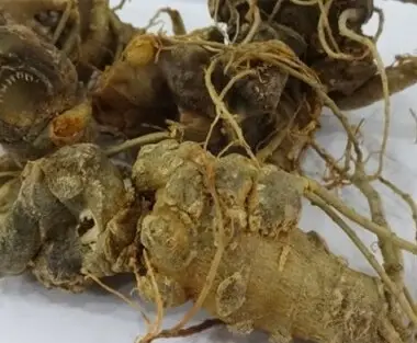 Tam thất tươi ngâm mật ong