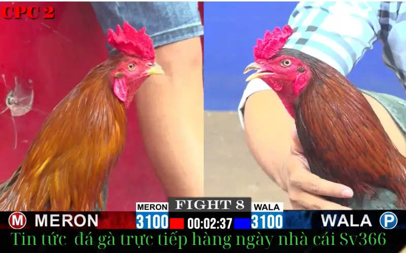 Tìm hiểu Sv366 trang web đá gà hàng đầu