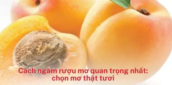 Top 2 cách ngâm rượu mơ đơn giản, thơm ngon cho mùa hè