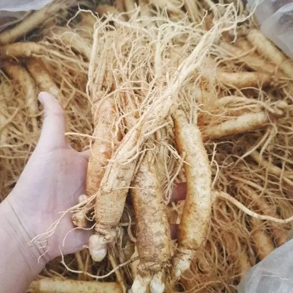 Trải nghiệm sức sống tràn đầy với sâm