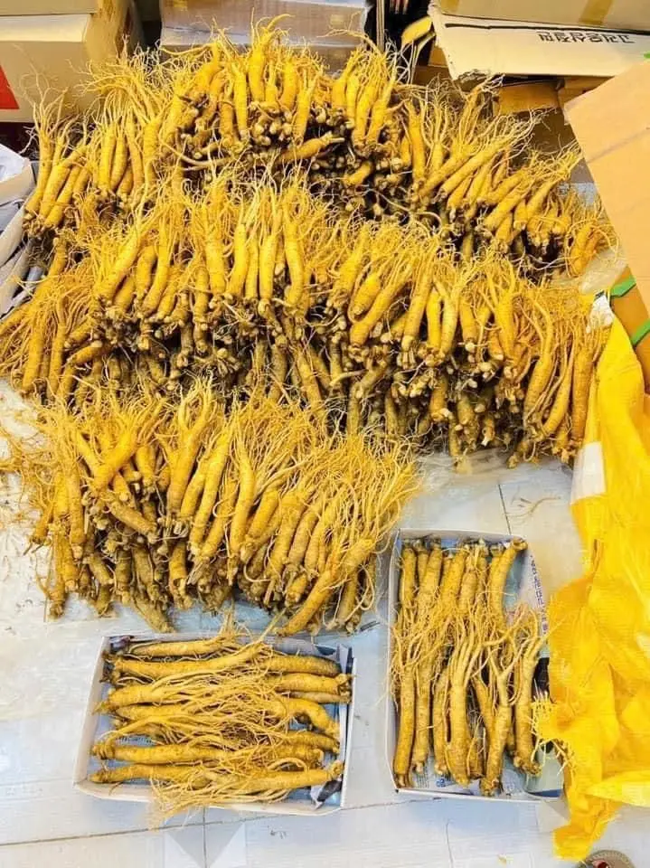 Trải nghiệm sức sống tràn đầy với sâm