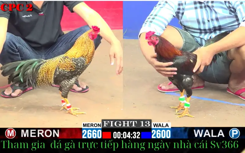 Tham gia Sv366 trang web đá gà ngay hôm nay Tham gia Sv366 trang web đá gà ngay hôm nay